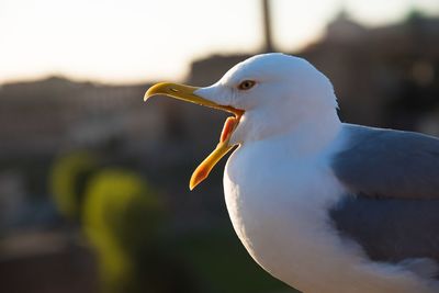 Close-up of seagull