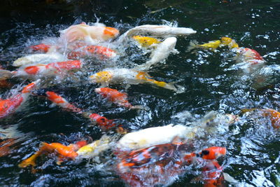 High angle view of koi carps swimming in lake