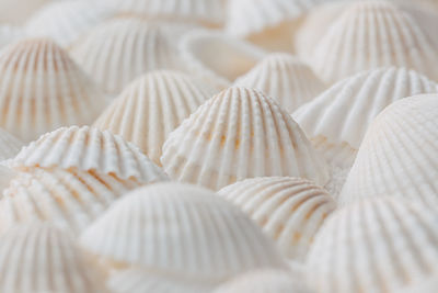 Collection of common white shells