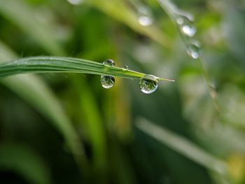 Close-up of water drops on blade of plant