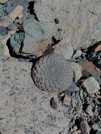 High angle view of rock on land