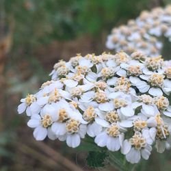 Close-up of white cherry blossoms in spring