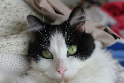 Close-up portrait of cat