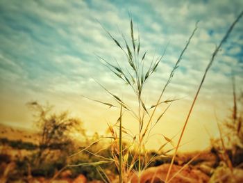 Close-up of stalks in field against sunset sky