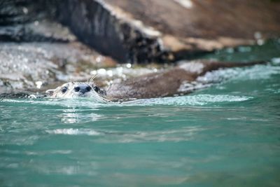 Surface level of seal in water 