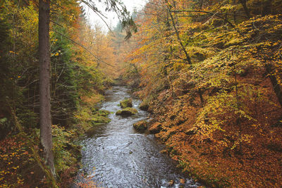 Stream amidst trees in forest during autumn