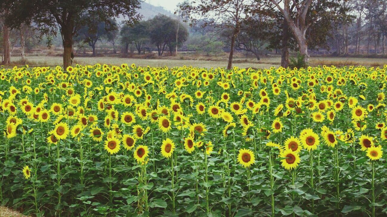 flower, freshness, yellow, growth, beauty in nature, fragility, field, nature, rural scene, agriculture, blooming, blossom, petal, abundance, plant, flower head, in bloom, tree, tranquil scene, tranquility