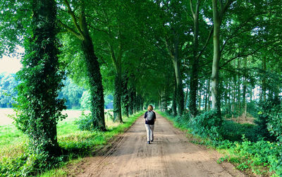 Rear view woman walking on a sandy tree-lined lane