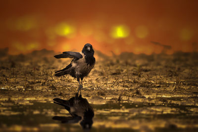 Close-up of bird flying against sky during sunset