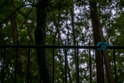 Low angle view of trees growing in forest