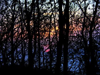 Low angle view of silhouette trees in forest