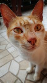 Close-up portrait of a cat