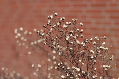 Close-up of wilted plant against wall