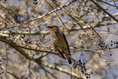 Low angle view of bird perching on branch