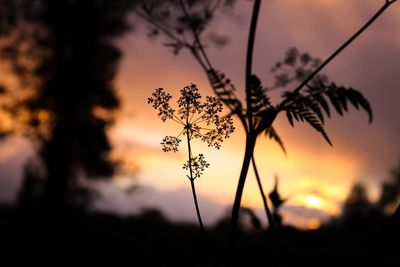 Close-up of plant against sky at sunset