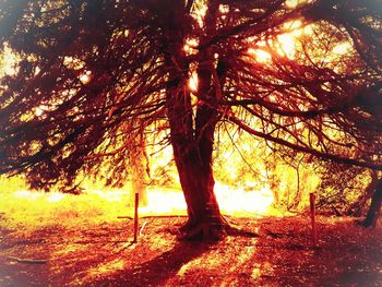 Trees in forest