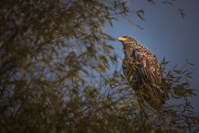 Wild beautiful birds from danube delta, romania. wildlife photography