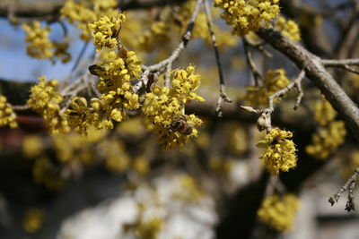 Close-up of yellow flowering plant