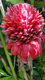 Close-up of red flower blooming outdoors