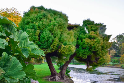 Scenic view of trees against sky