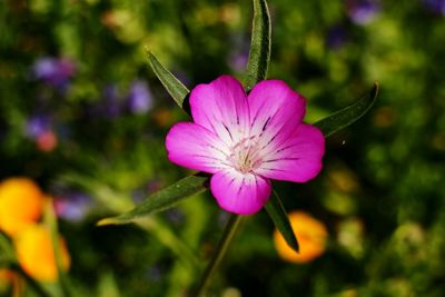 Close-up of pink flower