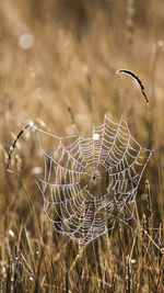 Close-up of spider web on field