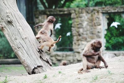 Monkey sitting on wood