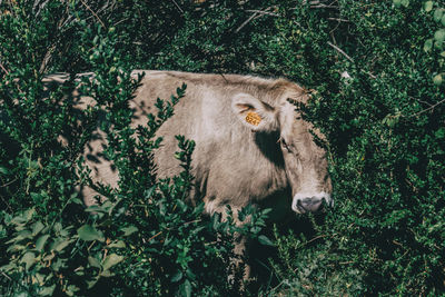 Dry yellow carlina flower with pointed leaves on the ground of a field