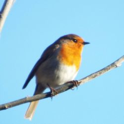 Low angle view of bird perched against blue sky