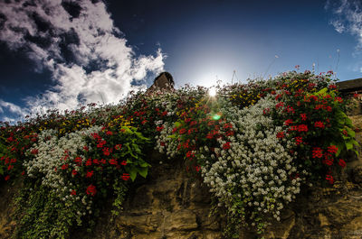 Low angle view of flowers against sky