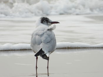 Close-up of seagull perching on sea shore