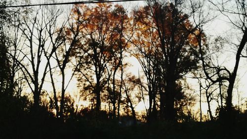 Low angle view of silhouette trees in forest against sky