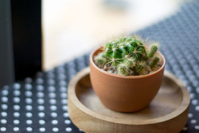 Close-up of potted plant on table