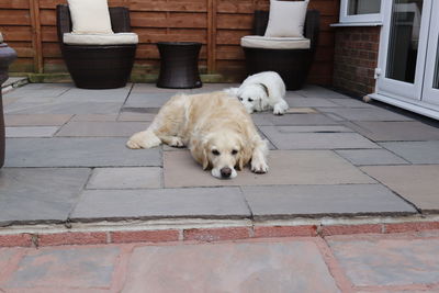 Dog lying down on footpath