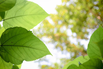 Close-up of fresh green leaves