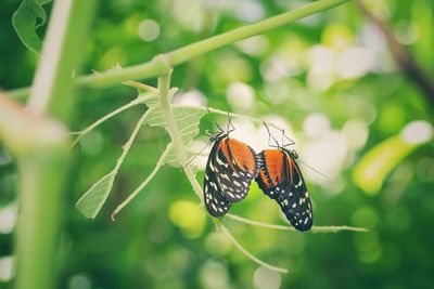 Butterfly perching on leaf