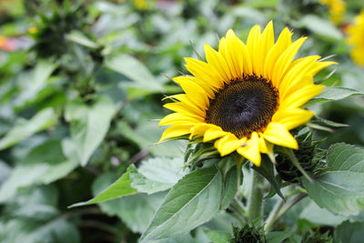 Close-up of yellow sunflower