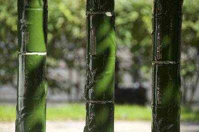 Close-up of bamboo plants in forest