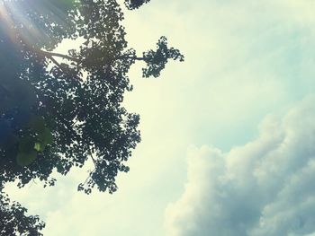 Low angle view of tree against sky
