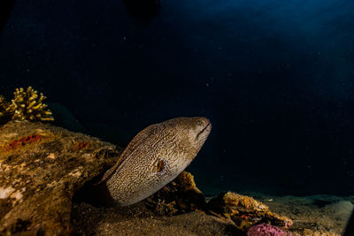 Moray eel mooray lycodontis undulatus in the red sea, eilat israel a.e