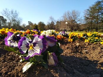 Close-up of fresh purple crocus flowers in field