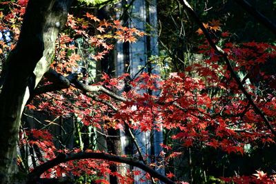 Flowers growing on tree