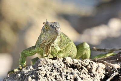 Close-up of lizard on rock