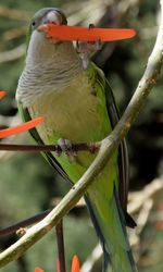 Close-up of parrot perching on branch
