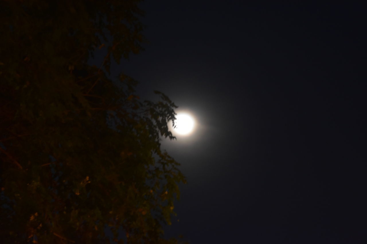 night, moon, sky, moonlight, tree, nature, darkness, plant, space, no people, beauty in nature, full moon, light, astronomy, astronomical object, tranquility, dark, low angle view, scenics - nature, outdoors, tranquil scene, copy space