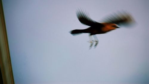 Low angle view of bird flying in sky