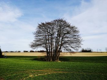 Bare tree on field against sky