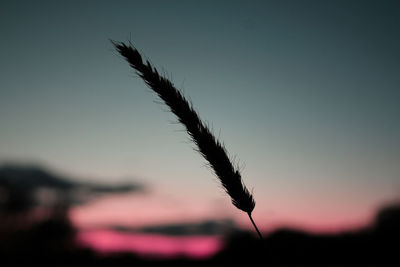 Close-up of silhouette plant on field against sky during sunset