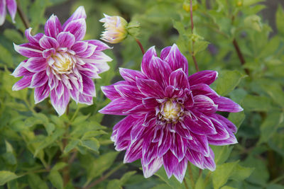 Close-up of purple flowers blooming outdoors