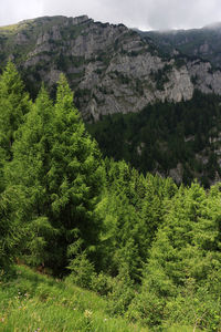 Trees against rocky mountains